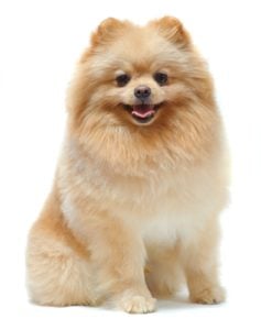 Pomeranian