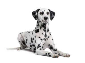 Dalmatian