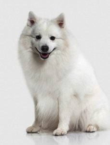 Most Feminine Dog Breeds