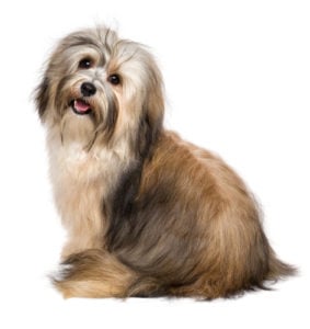 Havanese