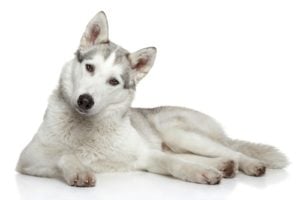 Most Feminine Dog Breeds