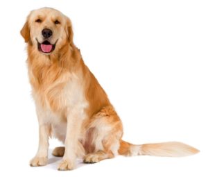 Most Feminine Dog Breeds