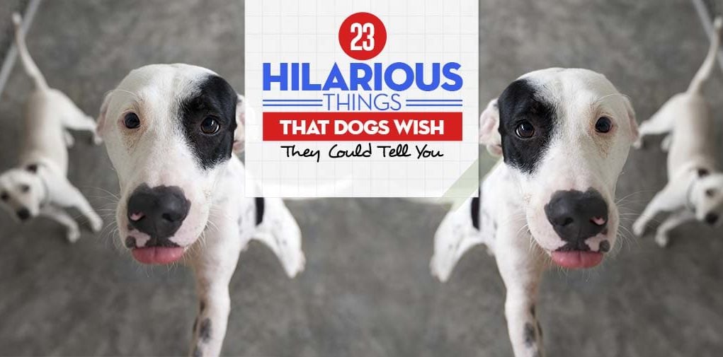 Most Hilarious Things That Dogs Wish They Could Tell You