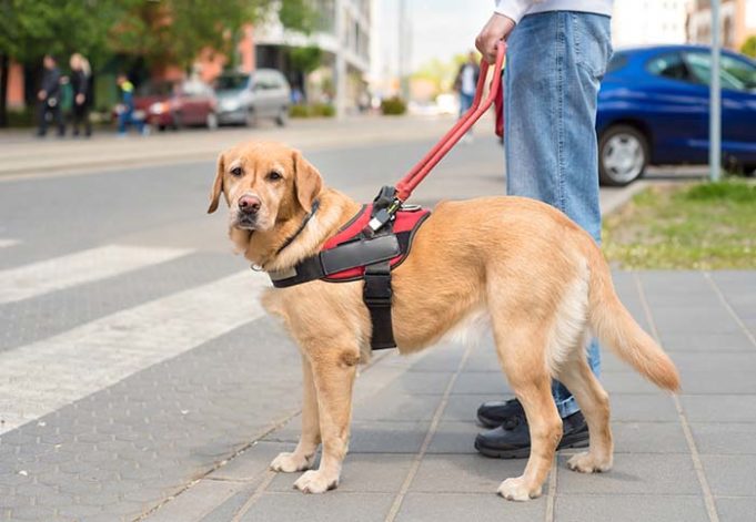 New Tool to Help You Choose the Best Guide Dog