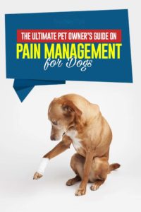 Pain Management for Dogs Guide