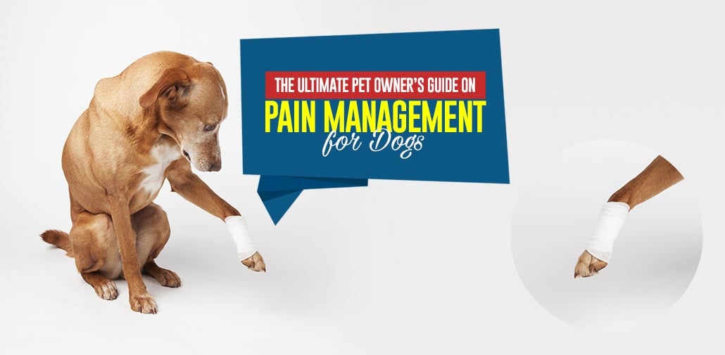 Pain Management for Dogs Tips