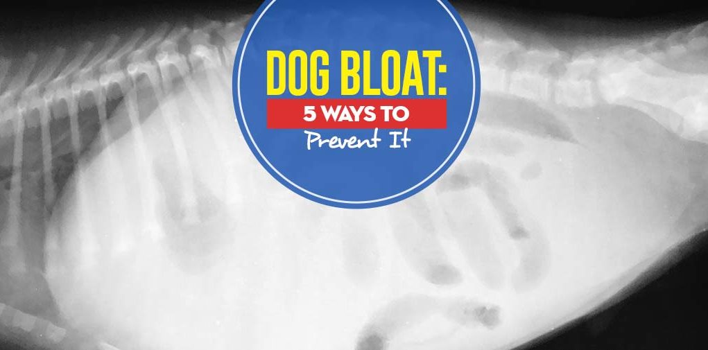 Reasons for Dog Bloat