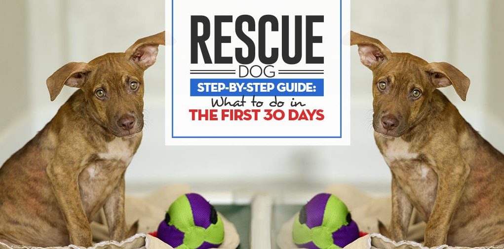 Rescue Dog First 30 Days