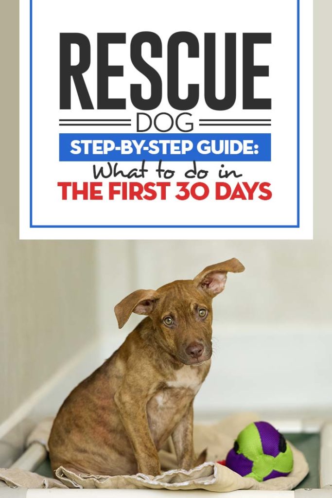 Rescue Dog Step-by-Step Guide - First 30 Days