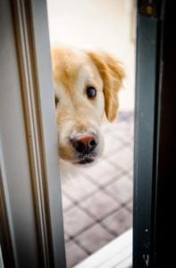 Scared and stressed dog peeking