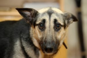 Science of Anxiety In Dogs