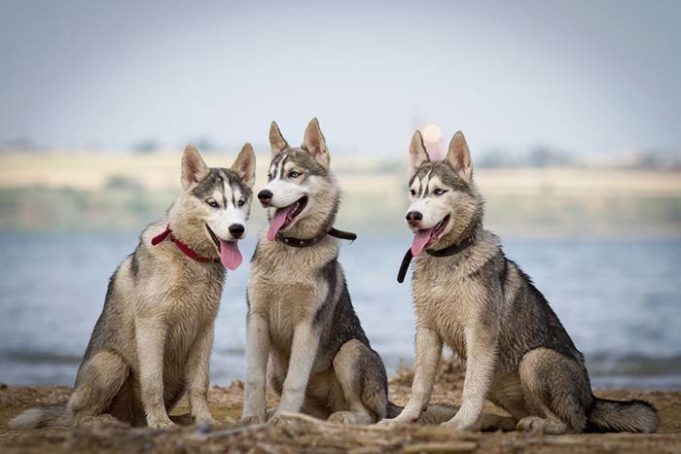 Study Comparing Wolves and Dogs Explains Why Canines Are Our Best Friends