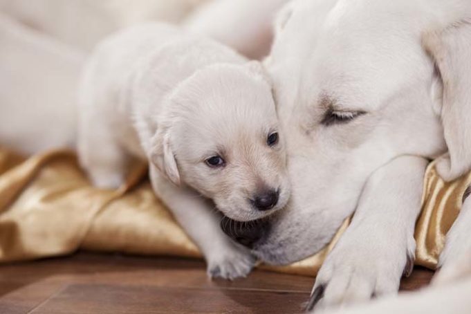 Study Finds That the Best Guide Dogs Had Tough Love as Puppies