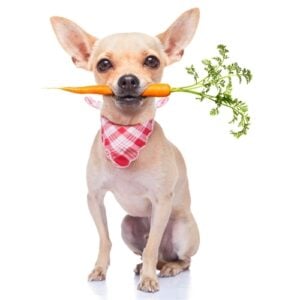 Superfoods for Dogs