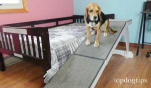 Testing PetSafe CozyUp Bed Ramp for Dogs