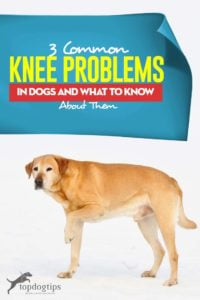 The 3 Common Knee Problems in Dogs and What to Know About Them