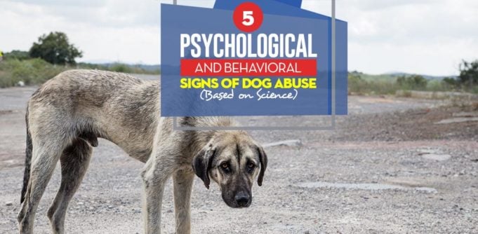 The 5 Psychological and Behavioral Signs of Dog Abuse