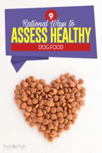 The 9 Rational Ways to Assess Healthy Dog Food