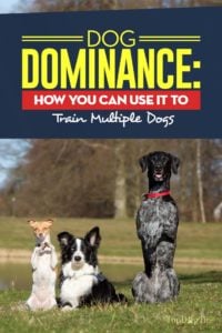 The Dog Dominance Guide