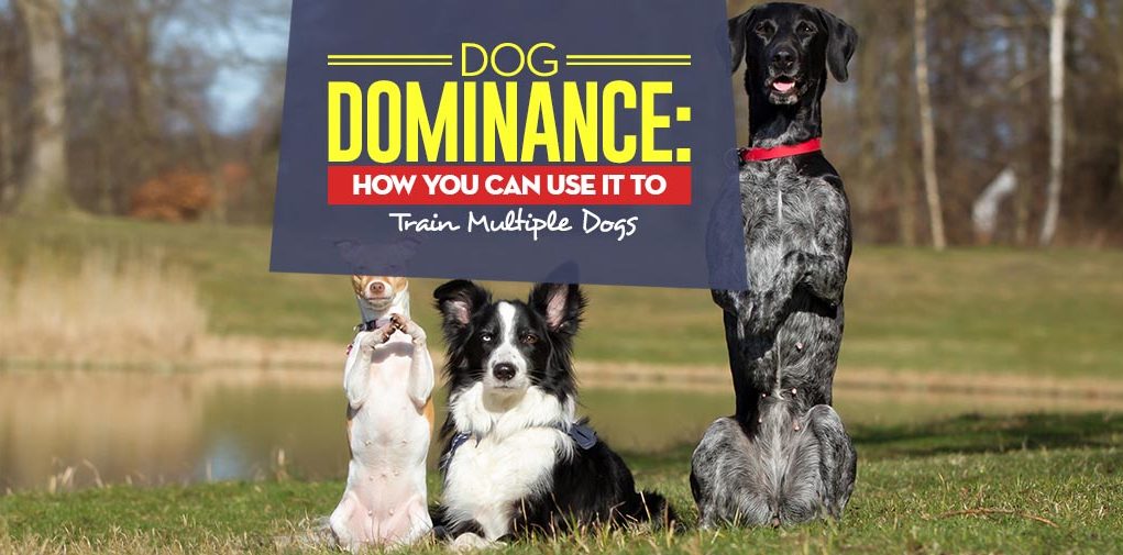 The Dog Dominance Tips - How You Can Use It to Train Multiple Dogs