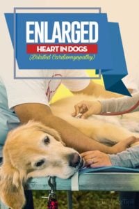 The Enlarged Heart in Dogs Guide