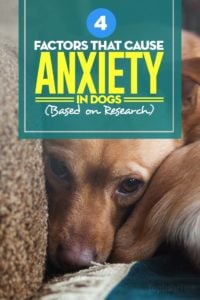 The Factors That Cause Anxiety in Dogs