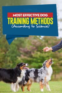 The Most Effective Dog Training Methods