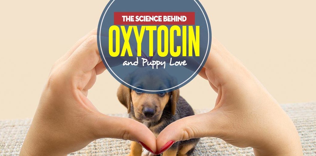 The Real Science Behind Oxytocin and Puppy Love