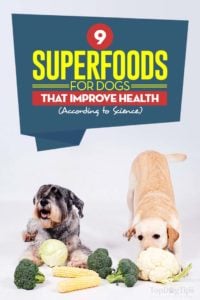 The Superfoods for Dogs That Improve Their Health