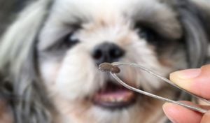 The Ultimate Dog Fleas and Ticks Survival Guide