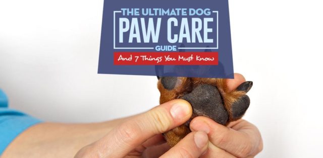 The Ultimate Dog Paw Care Guide