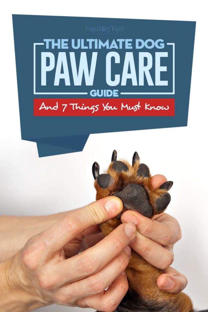 The Ultimate Dog Paws Care Guide