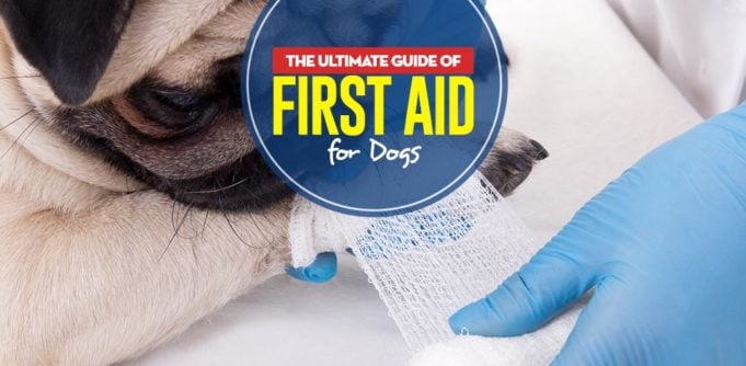 The Ultimate Pet Owners Guide of First Aid for Dogs