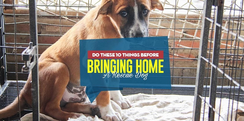 Top 10 Things To Do Before Bringing Home A Rescue Dog