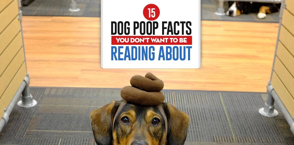 Top 15 Dog Poop Facts You Don’t Want To Be Reading About