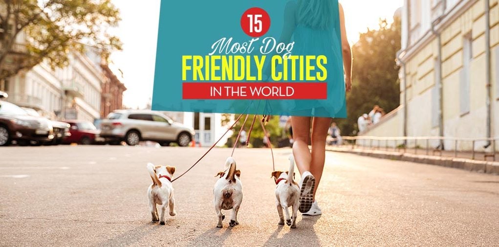 Top 15 Most Dog Friendly Cities in the World