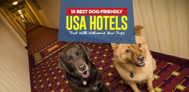 Top 18 Best Dog-Friendly USA Hotels That Will Welcome Your Pups