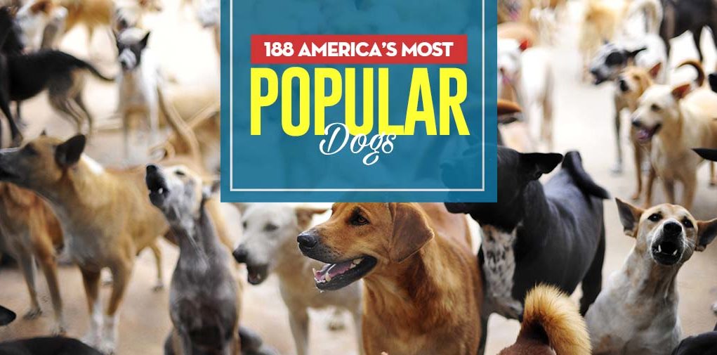 Top 188 America's Most Popular Dogs