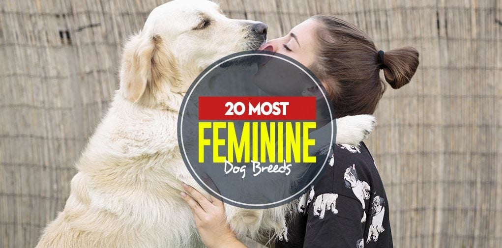 Top 20 Most Feminine Dog Breeds for Women and Men