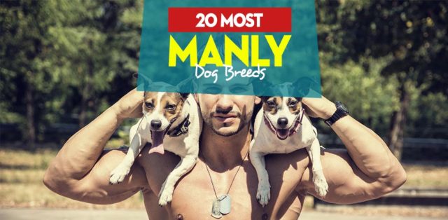 Top 20 Most Manly Dog Breeds