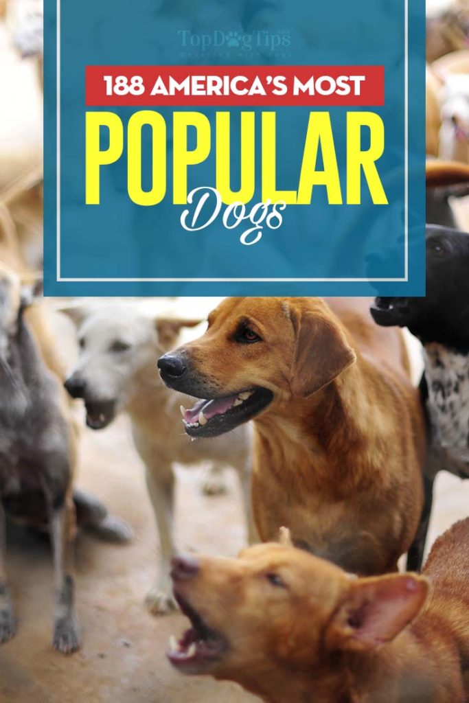 Top 200 Most Popular Dogs in USA