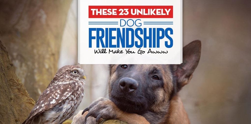 Top 23 Unlikely Dog Friendships Will Make You Go Awww