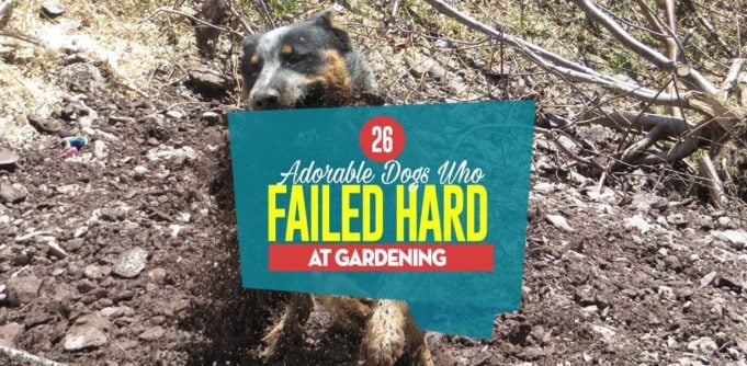 Top 26 Adorable Dogs Who Failed Hard At Gardening