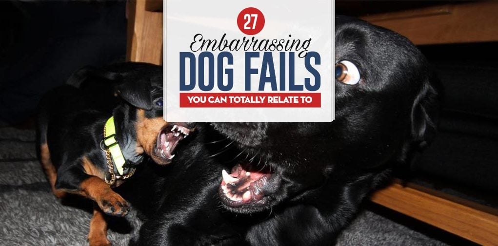 Top 27 Embarrassing Dog Fails You Can Totally Relate To