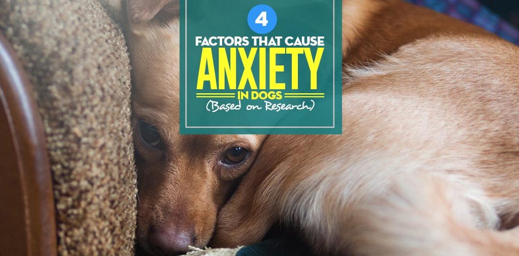 Top 4 Factors That Cause Anxiety in Dogs Based on Science