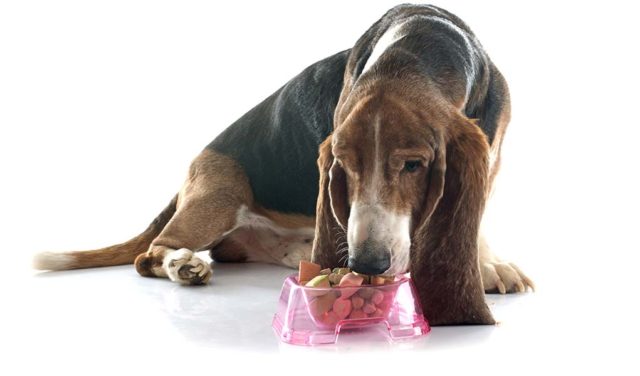 Top 45 Best Senior Dog Food Brands for Health and Longevity