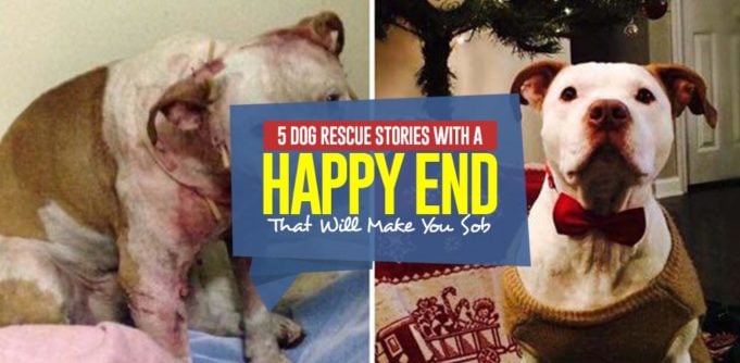 Top 5 Dog Rescue Stories With A Happy End That Will Make You Sob