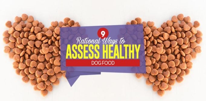 Top 9 Rational Ways to Assess Healthy Dog Food