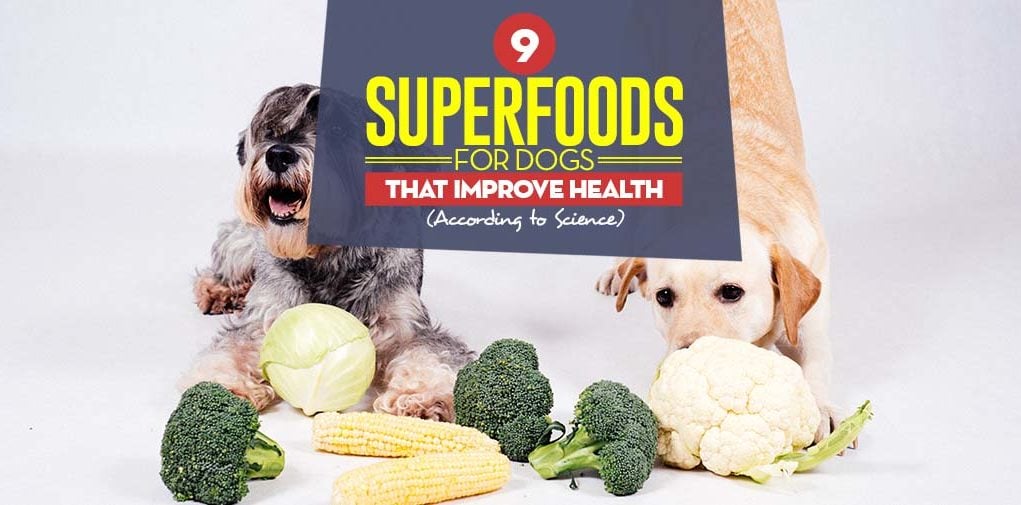 Top 9 Superfoods for Dogs That Improve Their Health (According to Science)