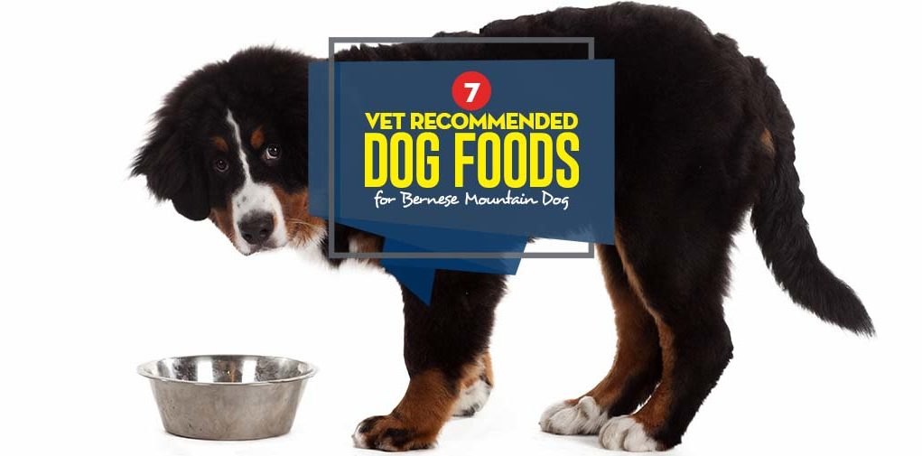 Top Best Dog Food for Bernese Mountain Dog